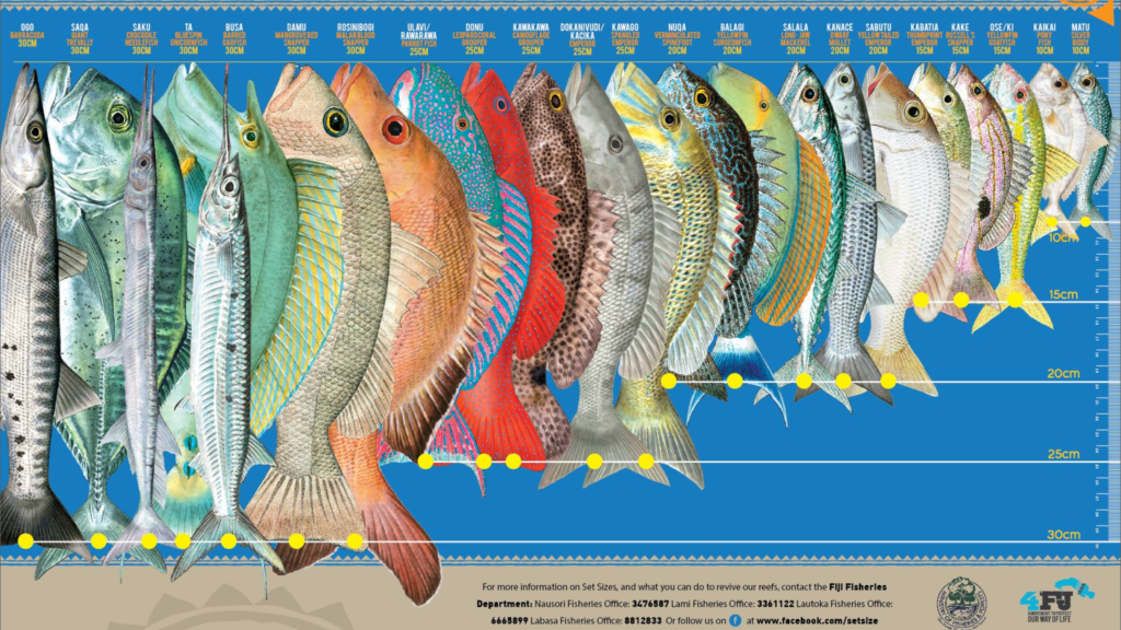 Fiji Fish Size Limits