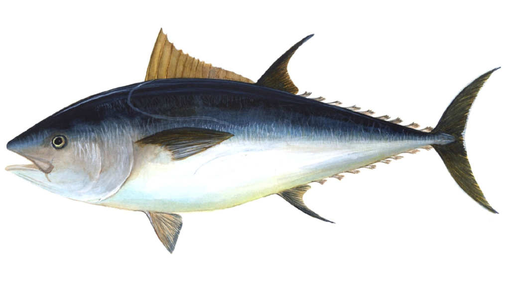 Fiji Tuna
