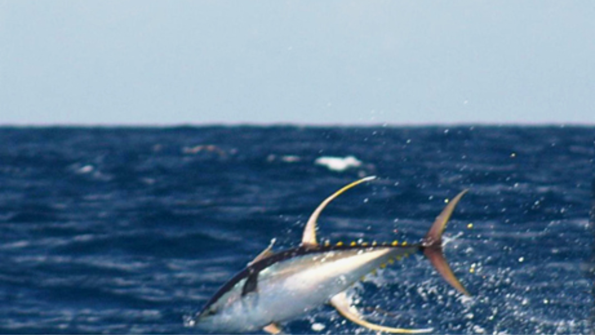 Fiji Fishing Yellowfin Tuna