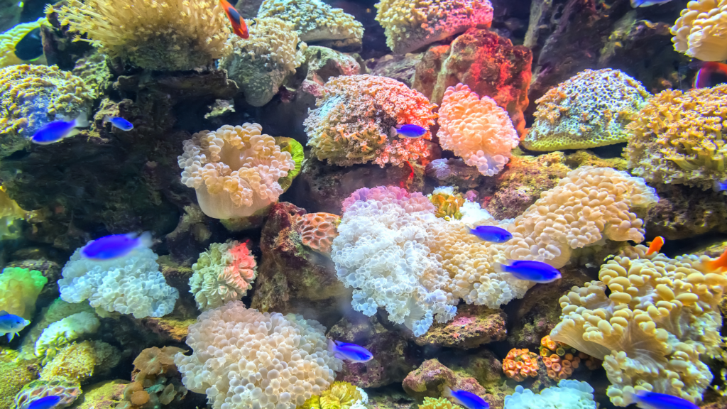 Yasawa Island coral