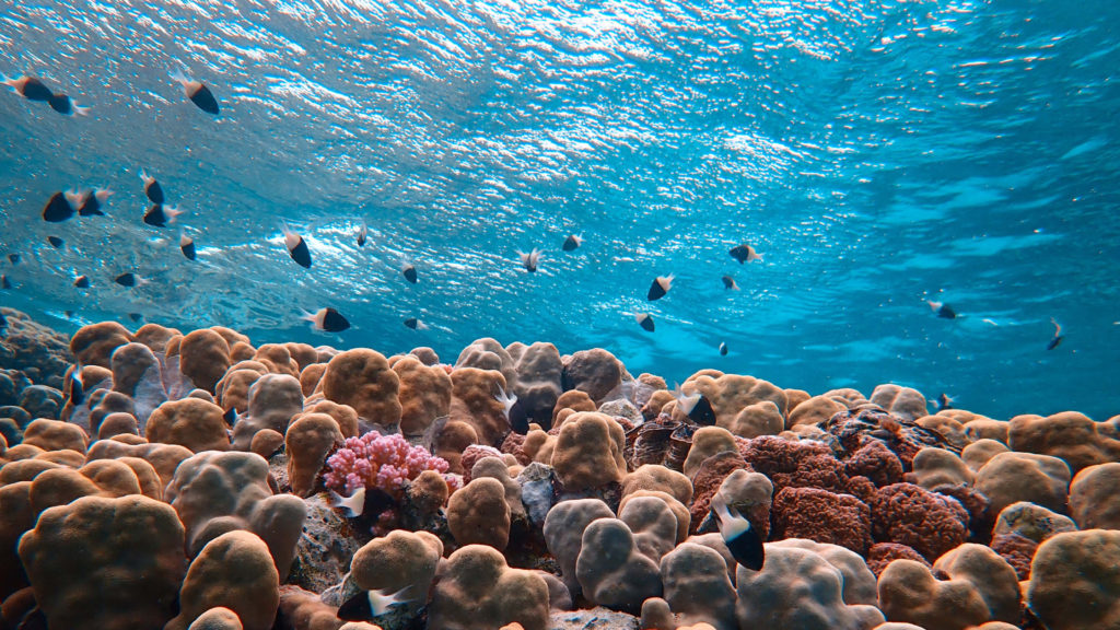 waters of Ono-i-Lau are teeming with vibrant coral reefs