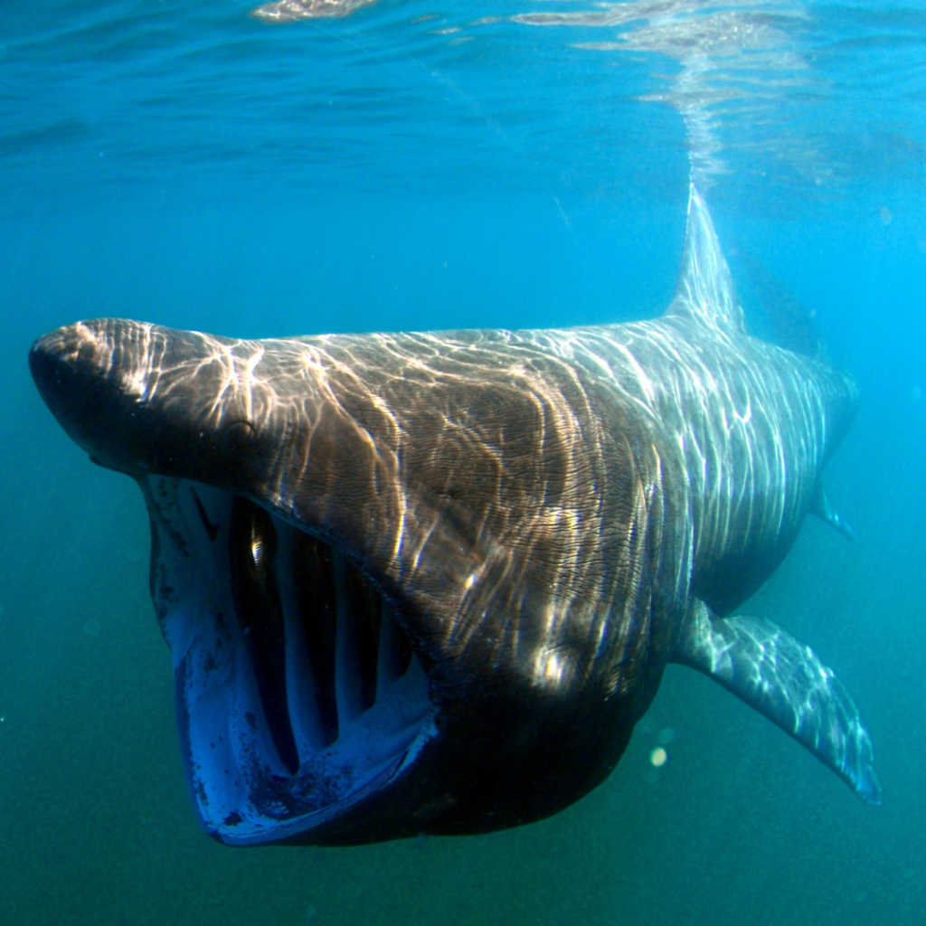 Shark mouth open
