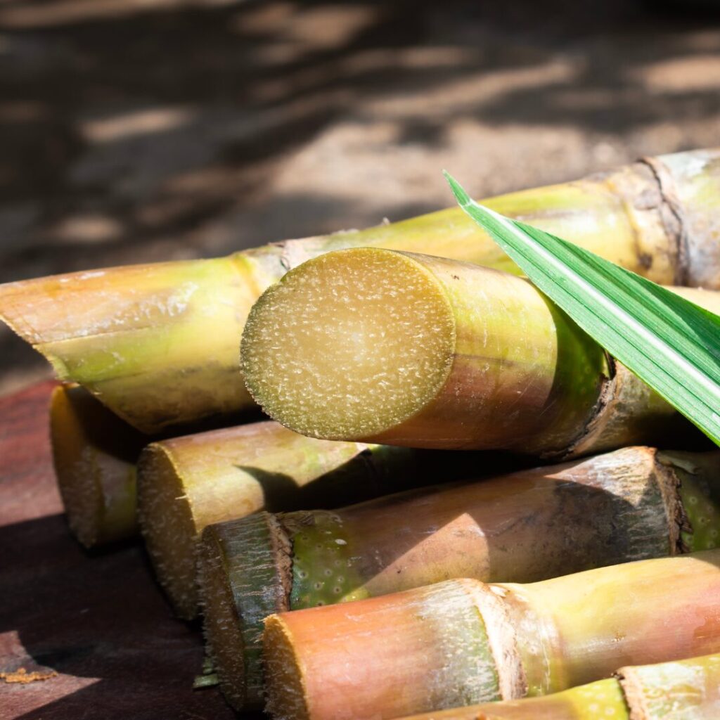 Explore the history of Fiji's sugar production through a guided tour