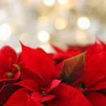 Christmas in Fiji
